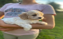 Cavachon dogs for sale: Cavachon puppies  - Image 2