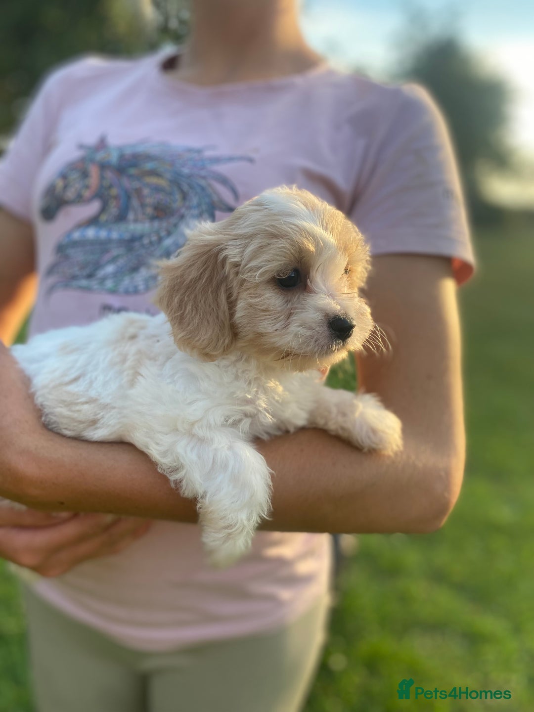 Cavachon dogs for sale: Cavachon puppies  - Image 2