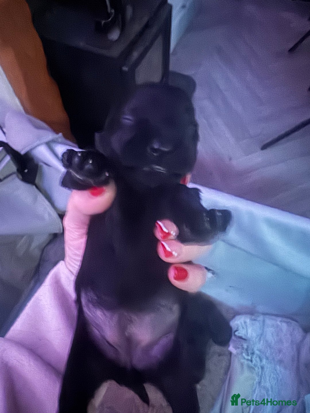 Miniature Schnauzer dogs for sale: Miniature Schnauzer pups for sale - Advert 15