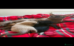 Burmese cats for sale: Burmese X Sisters  - Image 14