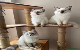Ragdoll cats for sale: Ragdoll kittens from Moonliteyecats  - Image 16