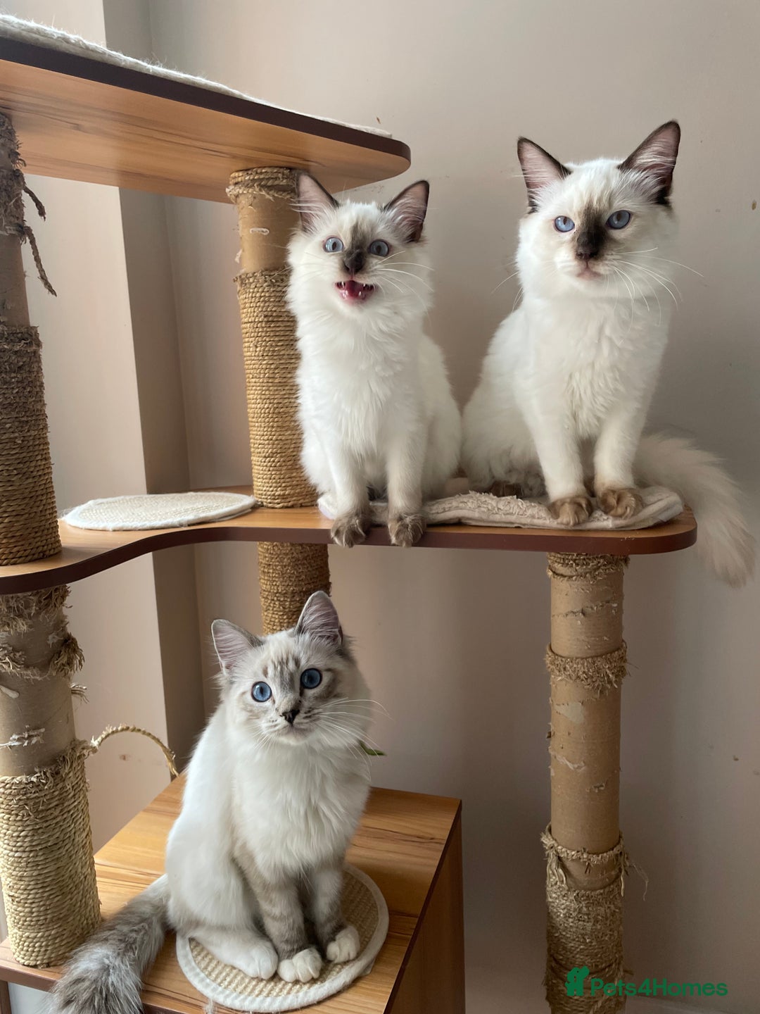 Ragdoll cats for sale: Ragdoll kittens from Moonliteyecats  - Image 16