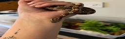 Corn Snake reptiles for sale: 2 year old corn snake with complete set up - Advert 2