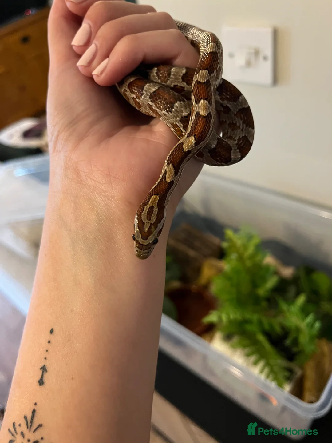 Corn Snake reptiles for sale: 2 year old corn snake with complete set up - Advert 2