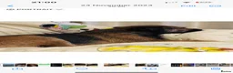 Border Terrier dogs for sale: Beautiful slem clear border terrier puppies  - Advert 13