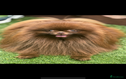 Pomeranian dogs for stud: Amazing Teddy bear chocolate boy for stud 🥰 - Image 14