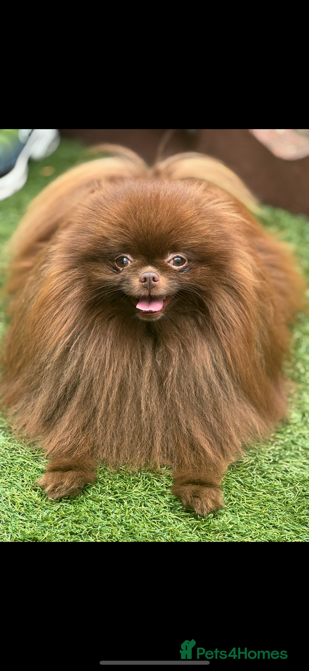Pomeranian dogs for stud: Amazing Teddy bear chocolate boy for stud 🥰 - Image 14