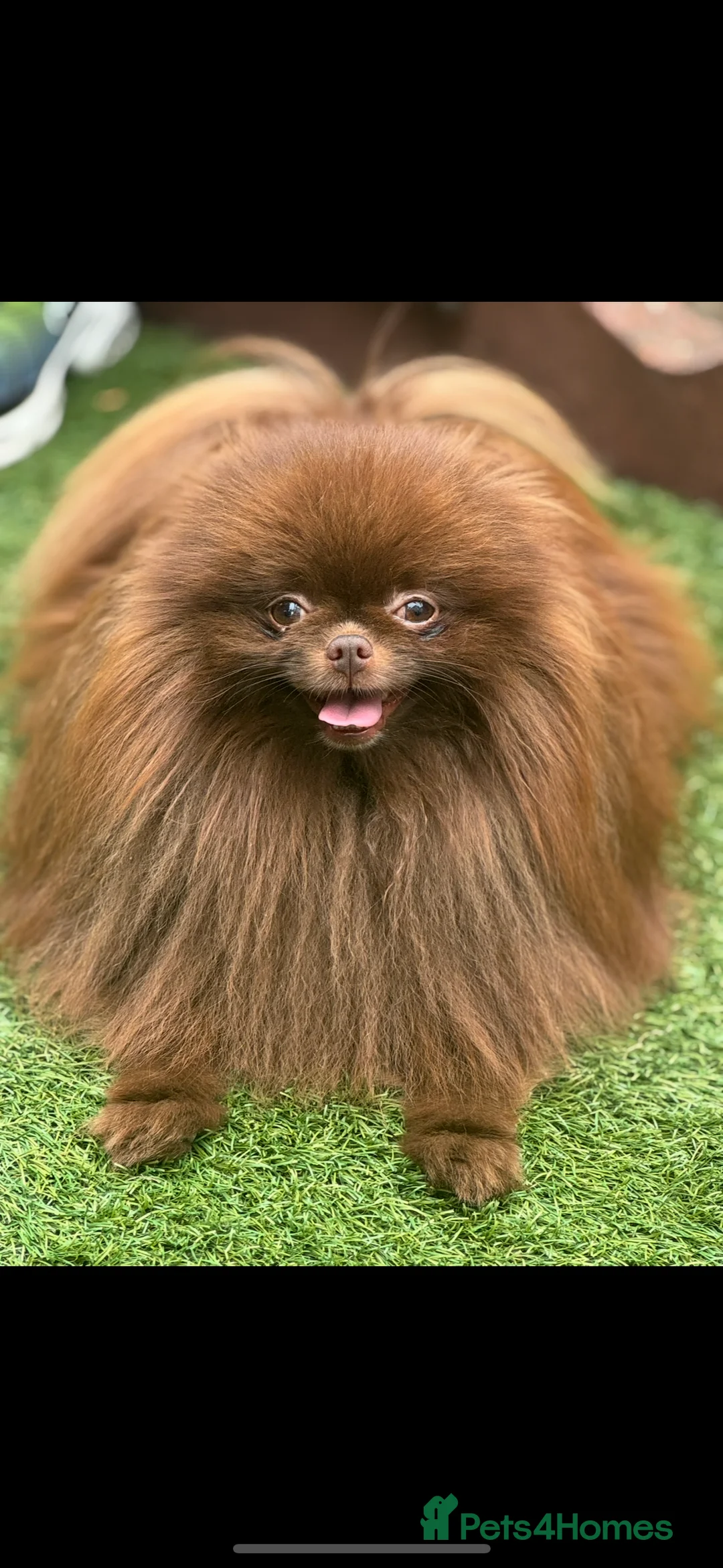 Pomeranian dogs for stud: Amazing Teddy bear chocolate boy for stud 🥰 - Advert 14
