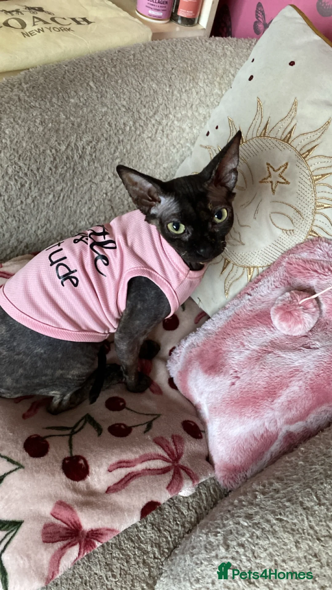 Sphynx cats for sale: Beautiful 1-Year-Old Tortoiseshell Cat  - Advert 2