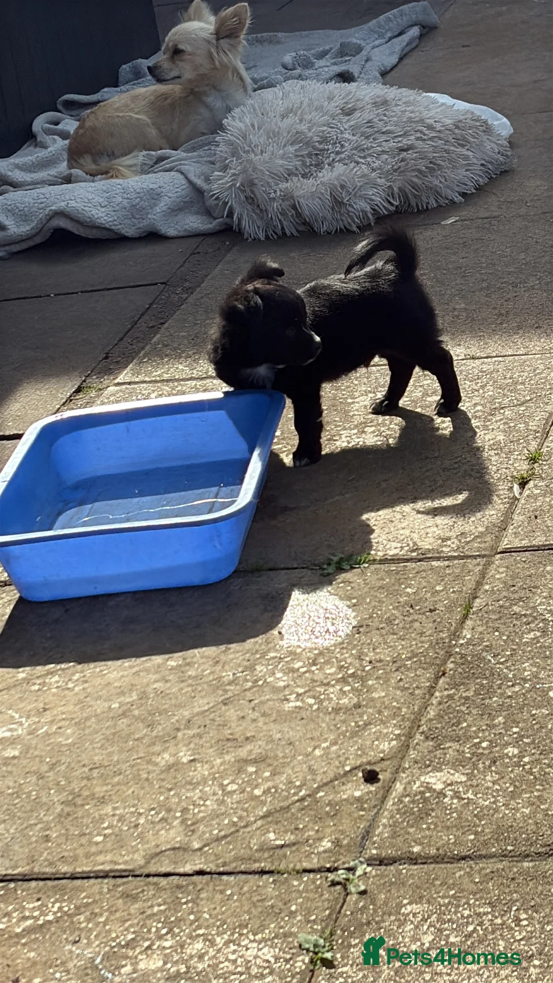 Chihuahua dogs for sale: Long hair chihuahua  in Stourbridge - Advert 8