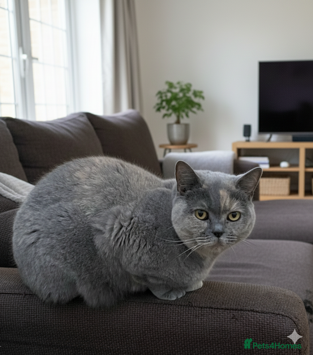 British Shorthair cats for sale: Free BSH Blue Cream Tortie – Urgent New Home! 🚨 - Advert 1
