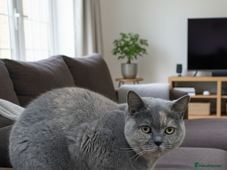 British Shorthair cats Free BSH Blue Cream Tortie – Urgent New Home! 🚨 - Advert 1
