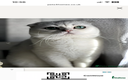 Scottish Fold cats for sale: Scottish fold kittens - Image 18