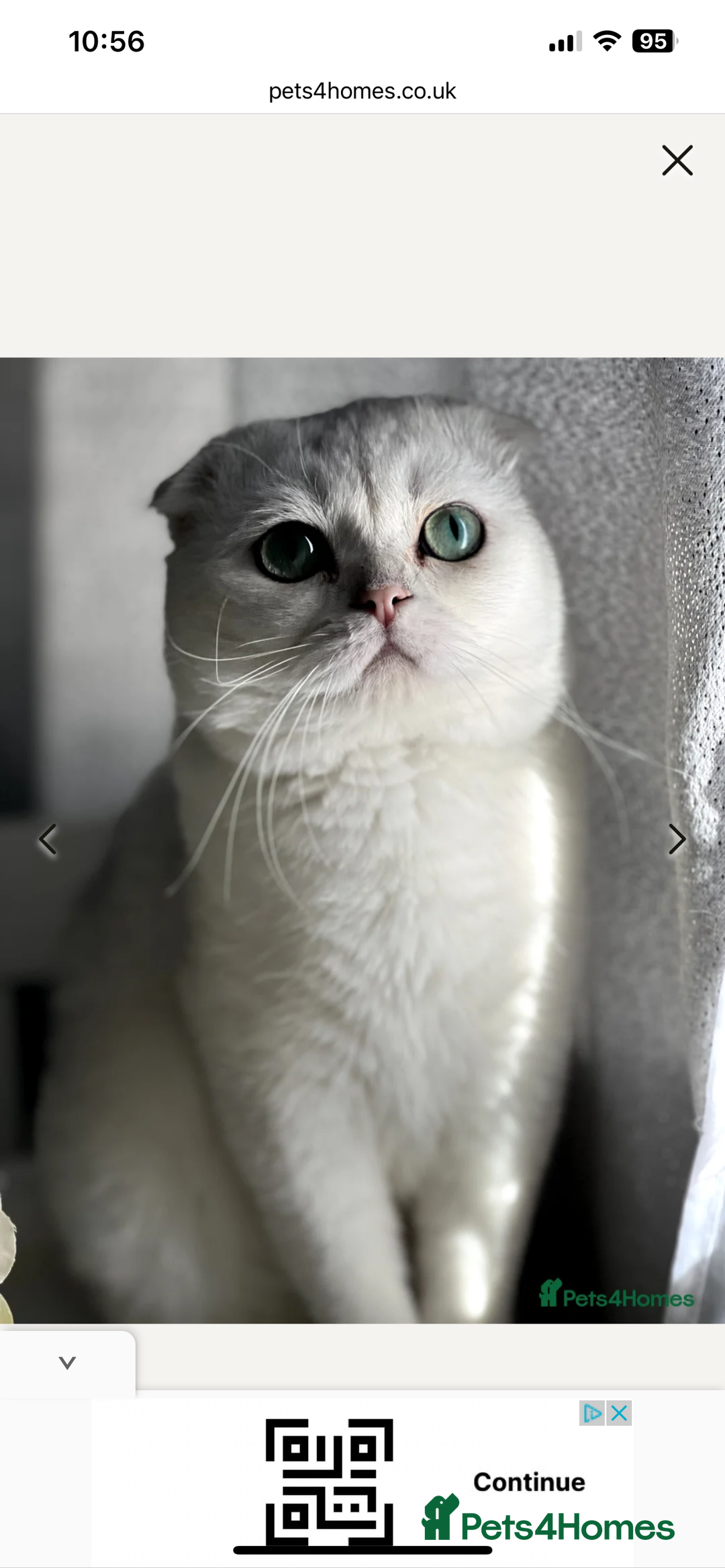 Scottish Fold cats for sale: Scottish fold kittens - Image 18