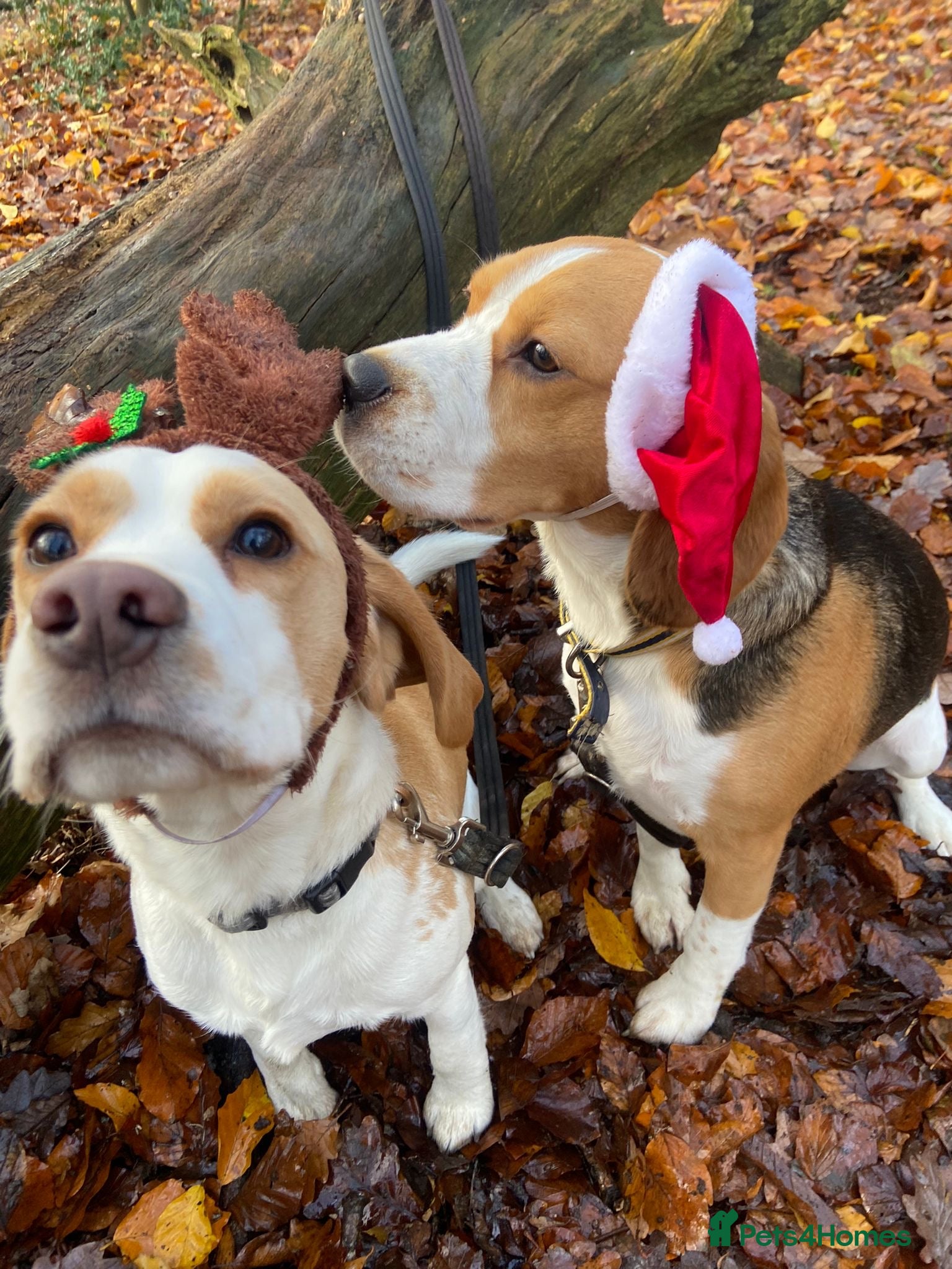 Beagle dogs Rehoming x2 Beagles  - Advert 5