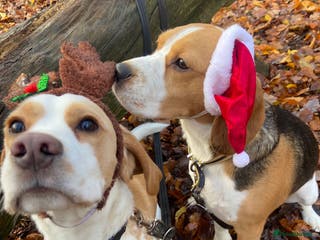 Beagle dogs Rehoming x1 Beagle - Advert 5