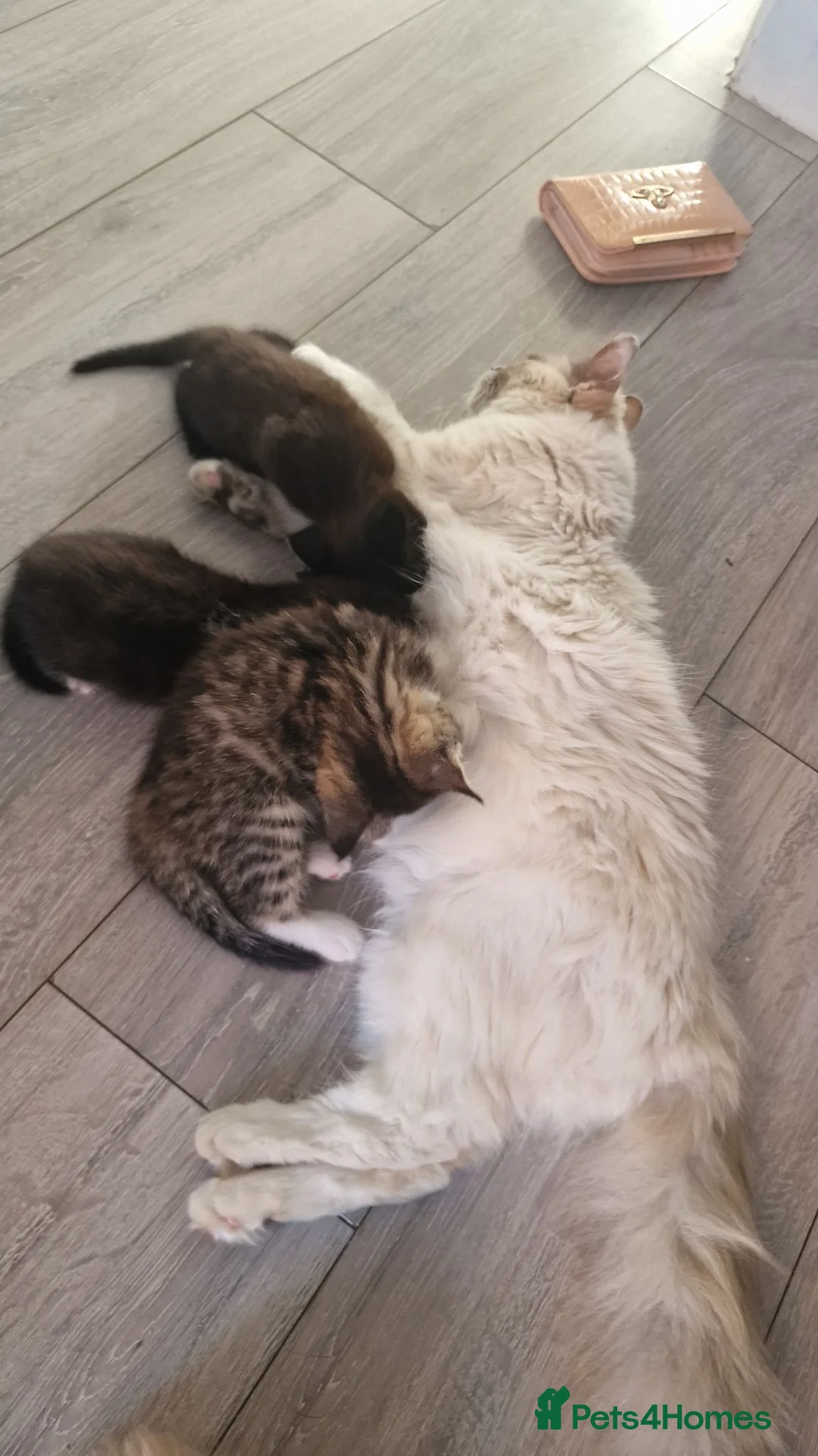 Mixed Breed cats for sale: 3 beautiful kittens looking for new home - Advert 2