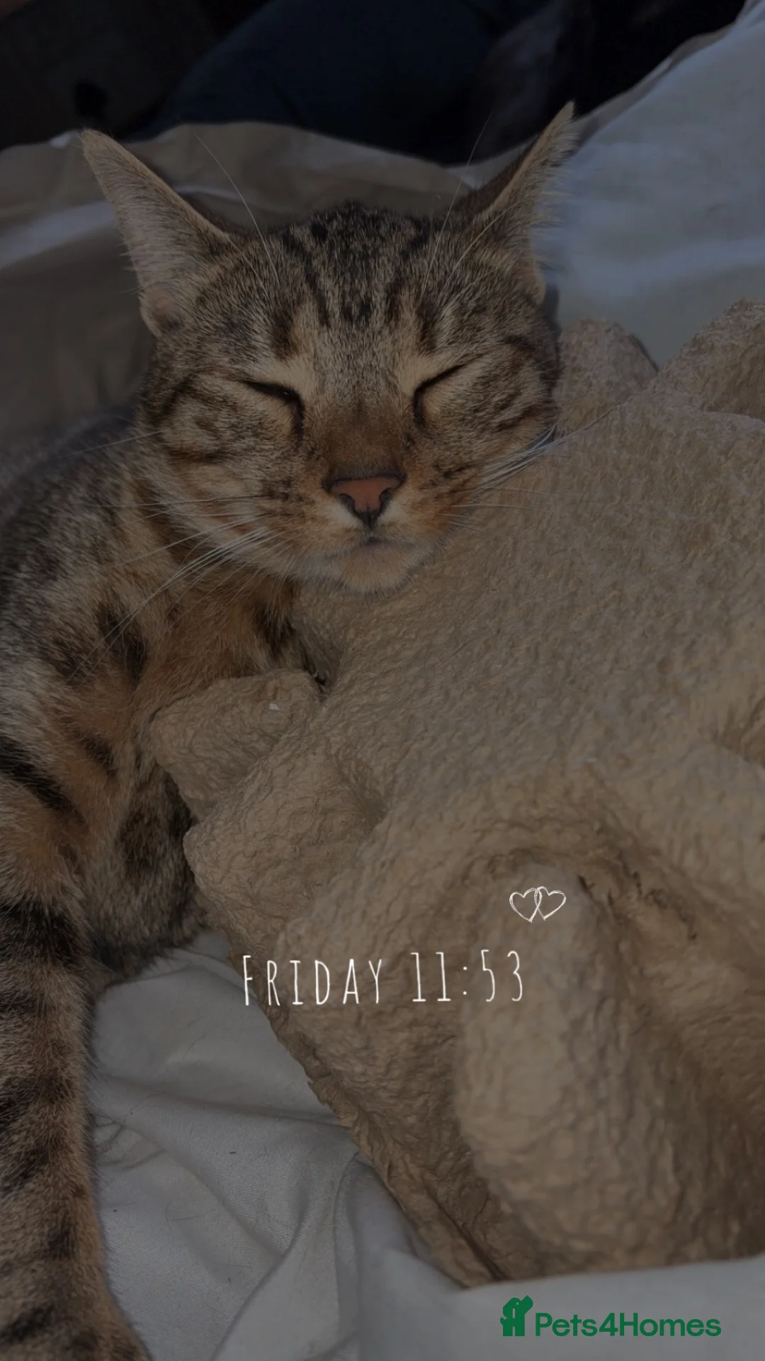 Bengal cats for sale: Bengal kittens for sale.  - Advert 11