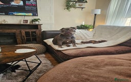 Frug dogs for sale: Peggy the Frug. 1.5years old. - Image 4