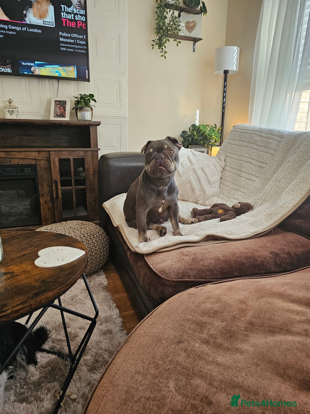 Frug dogs for sale: Peggy the Frug. 1.5years old. - Image 4
