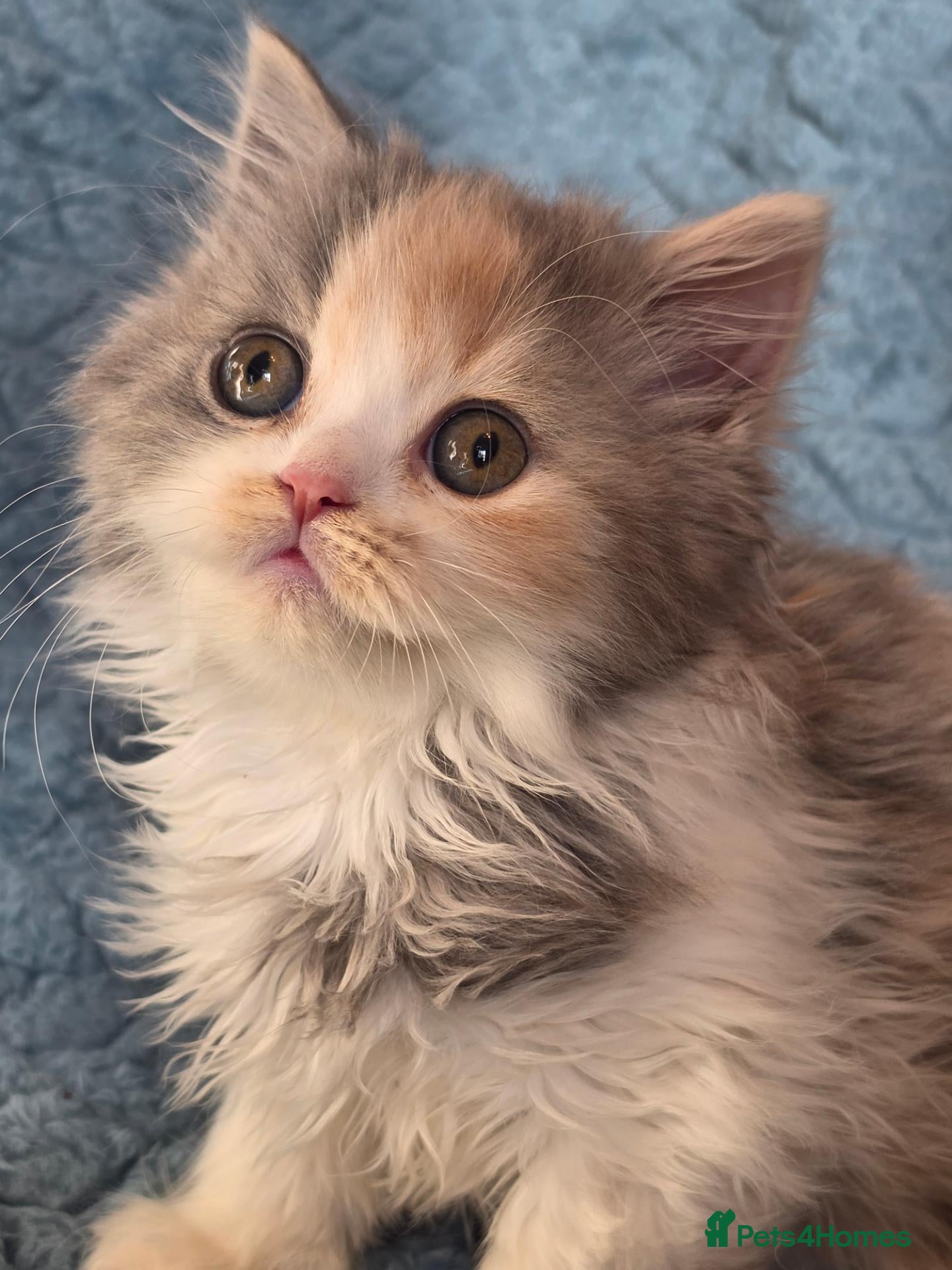 British Shorthair cats BSH and BLH TICA registered kittens - Advert 11