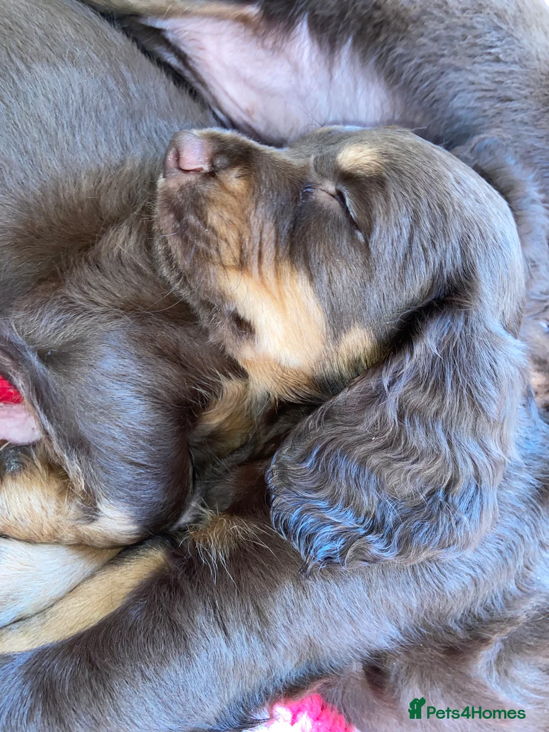 Cocker Spaniel dogs for sale: Tri colour working cocker spaniel puppies  - Advert 2