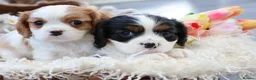 Cavalier King Charles Spaniel dogs for sale: HEALTH TESTED KC Cavalier King Charles Spaniels - Advert 5