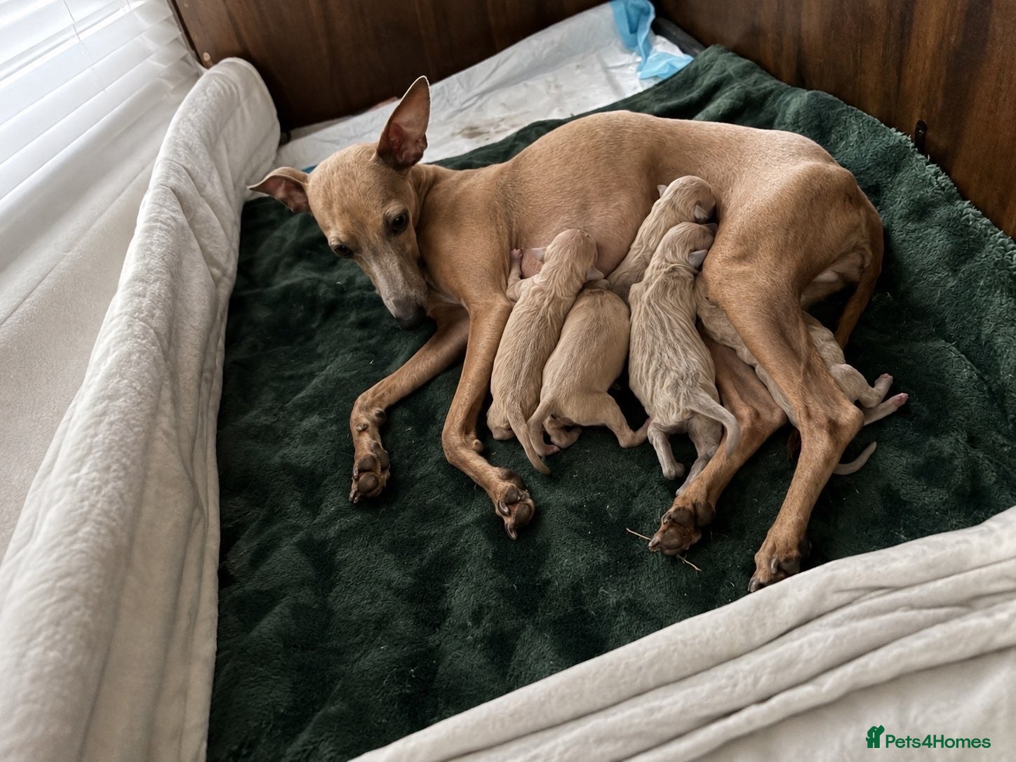 Italian Greyhound dogs Stunning Italian Greyhound Puppies  - Advert 1
