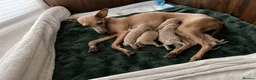 Italian Greyhound dogs for sale: Stunning Italian Greyhound Puppies  in Aylesford - Advert 1