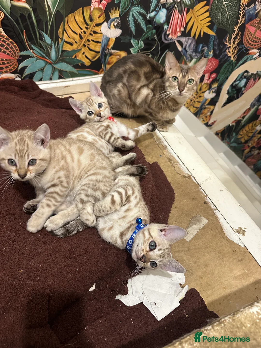 Bengal cats for sale: TICA Registered Bengals - Advert 2