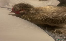 Chickens poultry for sale: FREE silkie cockerel (grey) FREE (20weeks) - Image 3