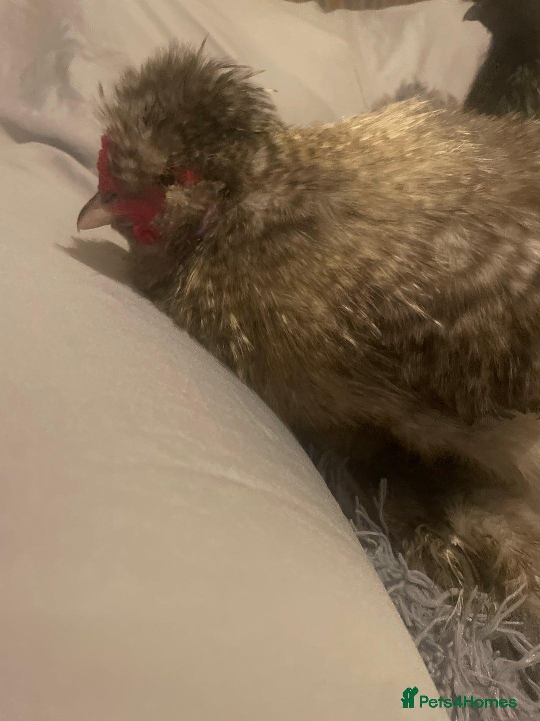 Chickens poultry for sale: FREE silkie cockerel (grey) FREE (20weeks) - Image 3