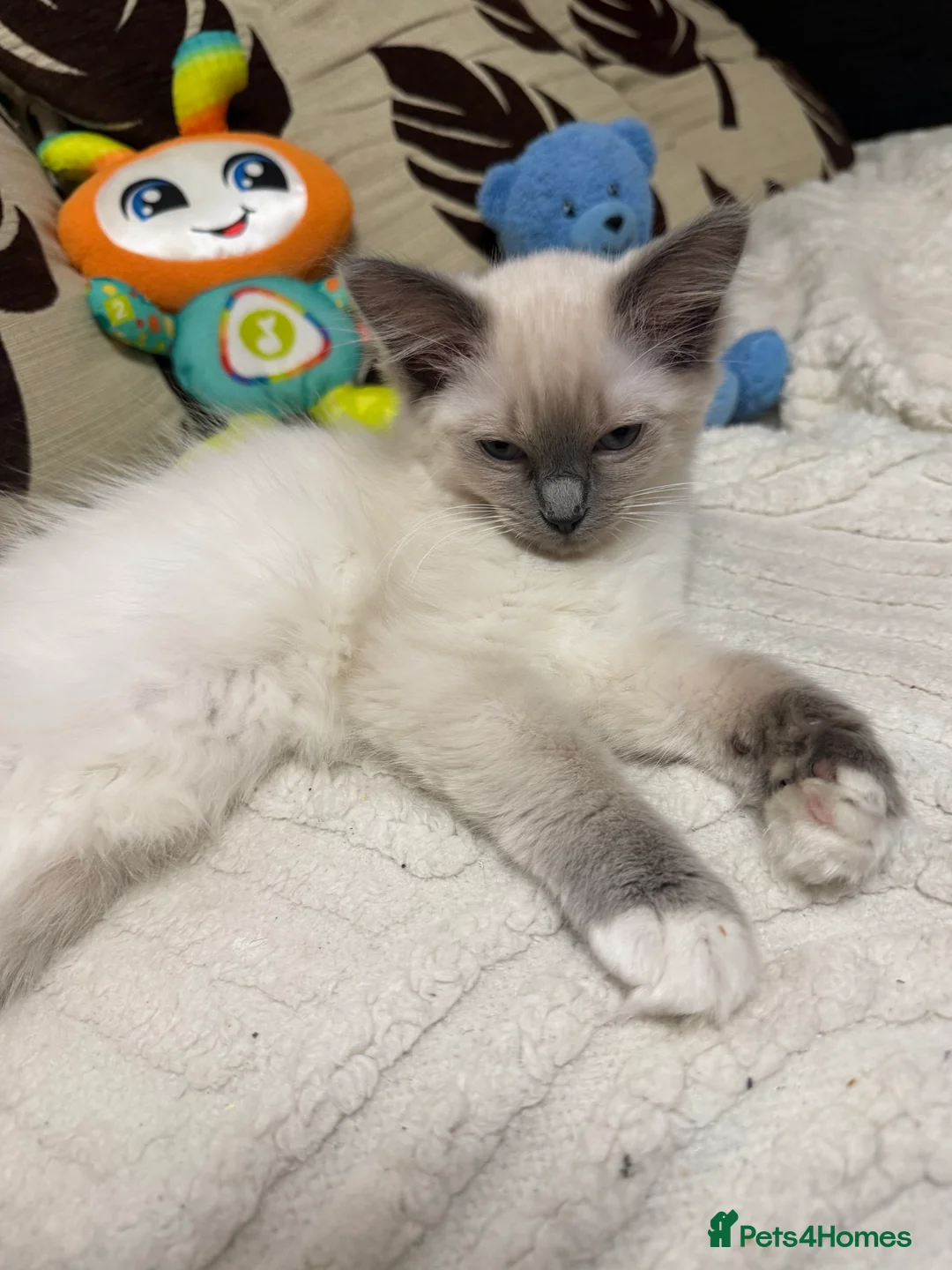 Ragdoll cats for sale: Kittens For Sale Cute small Ragdoll - Advert 1