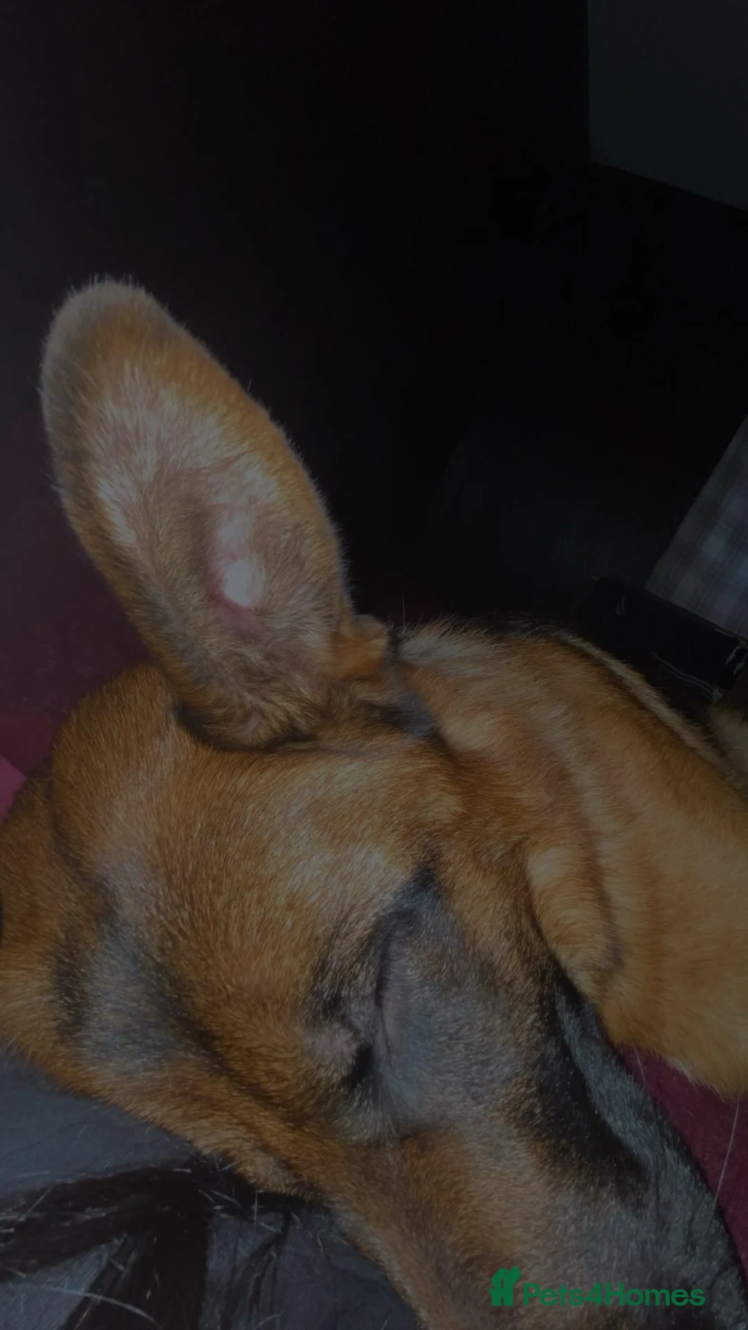 German Shepherd dogs for sale: HIGHprotection - performance ex police GSD  - Advert 13