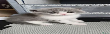 British Shorthair Kitten 2