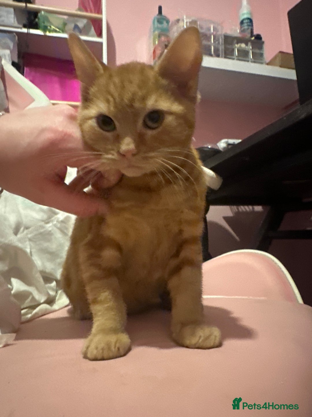 Mixed Breed cats for sale: Kittens  - Advert 9