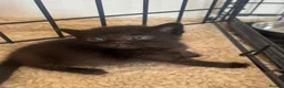 Burmese cats for sale: Burmese cross beautiful kittens in Leatherhead - Advert 4