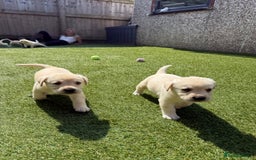 Labrador Retriever dogs for sale: ✨ Stunning chunky Labrador puppies ✨ - Image 6