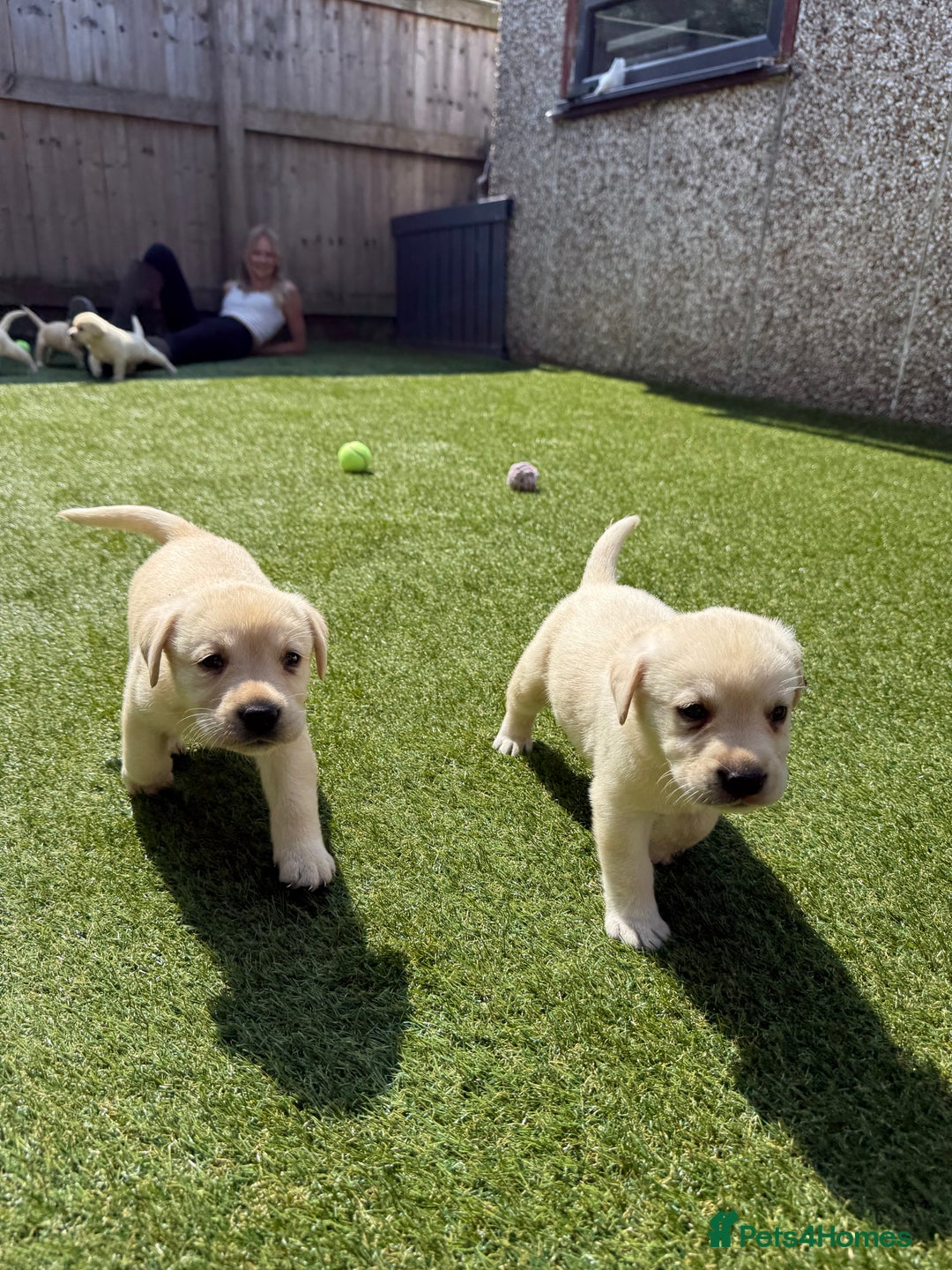 Labrador Retriever dogs for sale: ✨ Stunning chunky Labrador puppies ✨ - Image 6