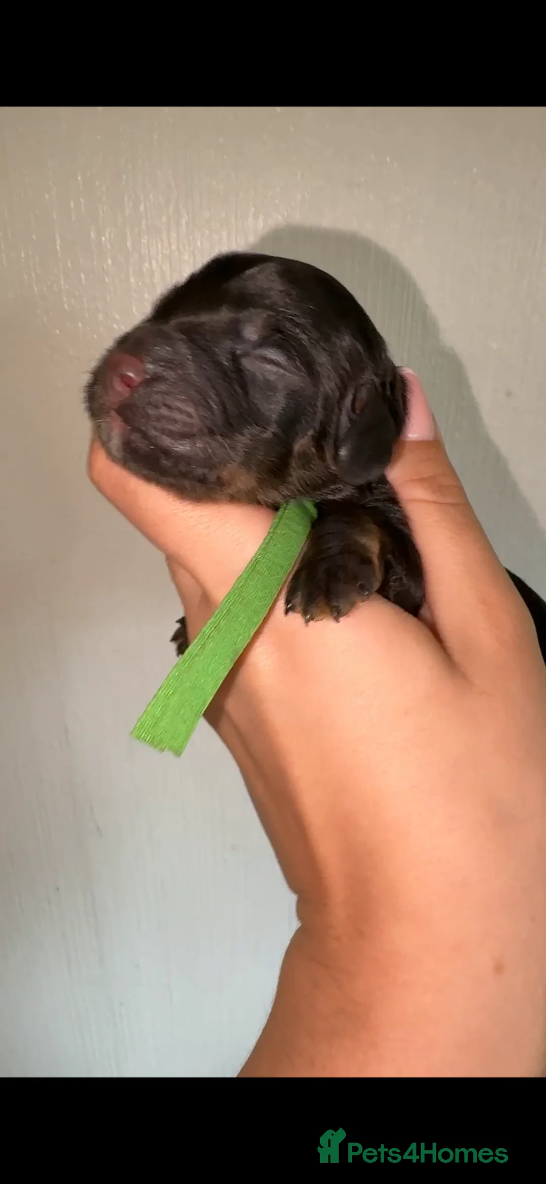 Cavapoo dogs for sale: F1b Cavapoo puppies  - Advert 2
