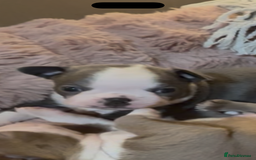 Boston Terrier dogs for sale: Boston terrier puppies  - Image 4