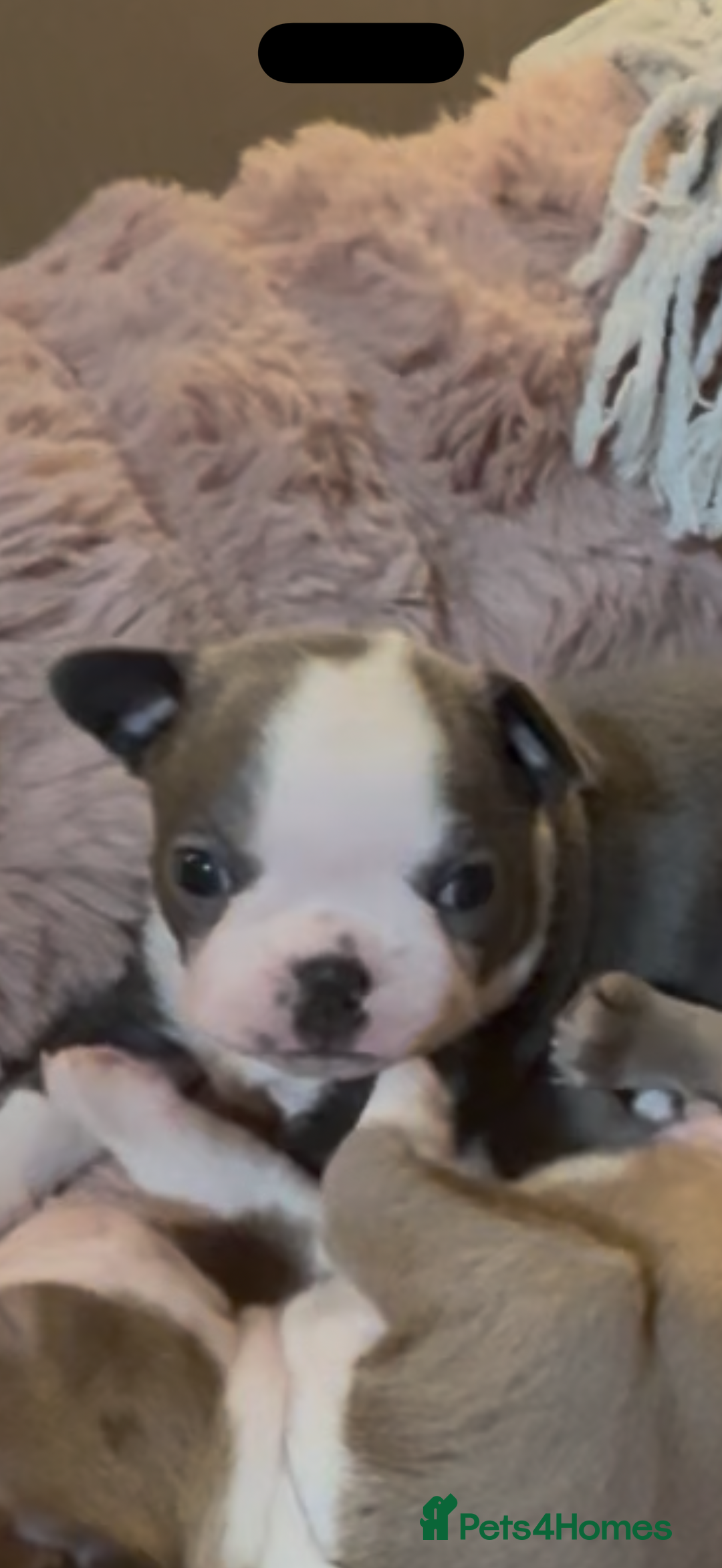 Boston Terrier dogs for sale: Boston terrier puppies  - Image 4