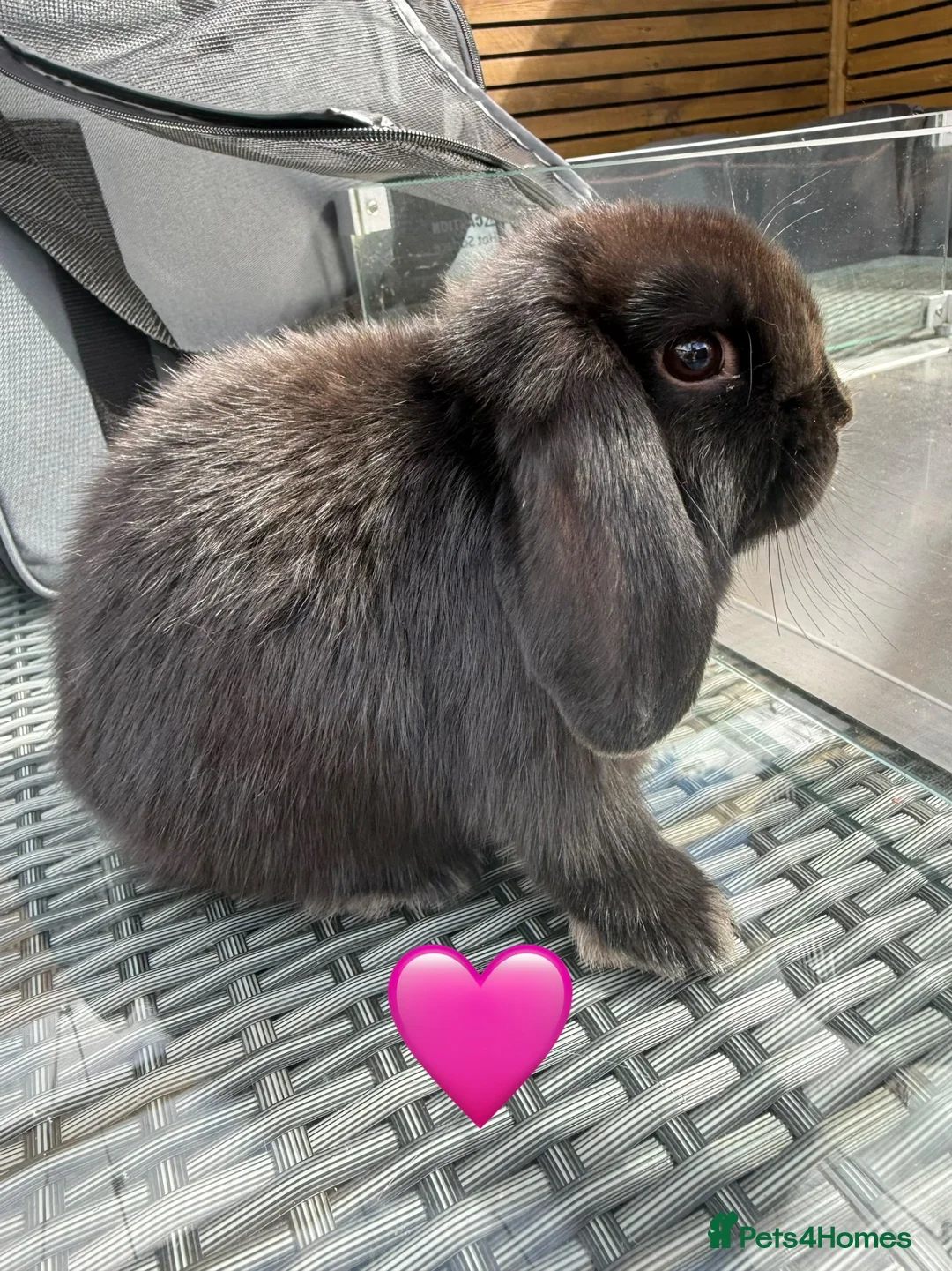 Mini Lop rabbits for sale: 10 week old Mini lops - Advert 2