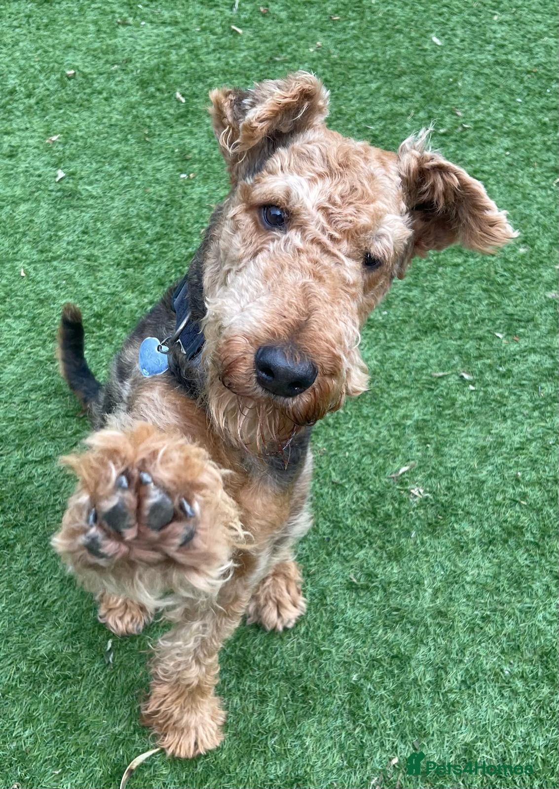 Airedale Terrier dogs Proven KC Airedale Stud  in Oldham - Advert 1