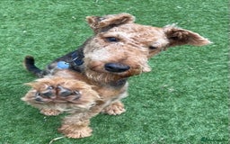 Airedale Terrier dogs for stud: Proven KC Airedale Stud (Drusus Rubeus)  in Oldham - Image 2