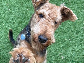 Airedale Terrier dogs Proven KC Airedale Stud in Oldham - Advert 1