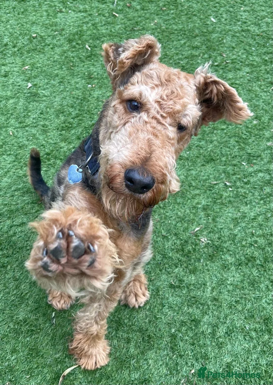 Airedale Terrier dogs for stud: Proven KC Airedale Stud  in Oldham - Advert 1