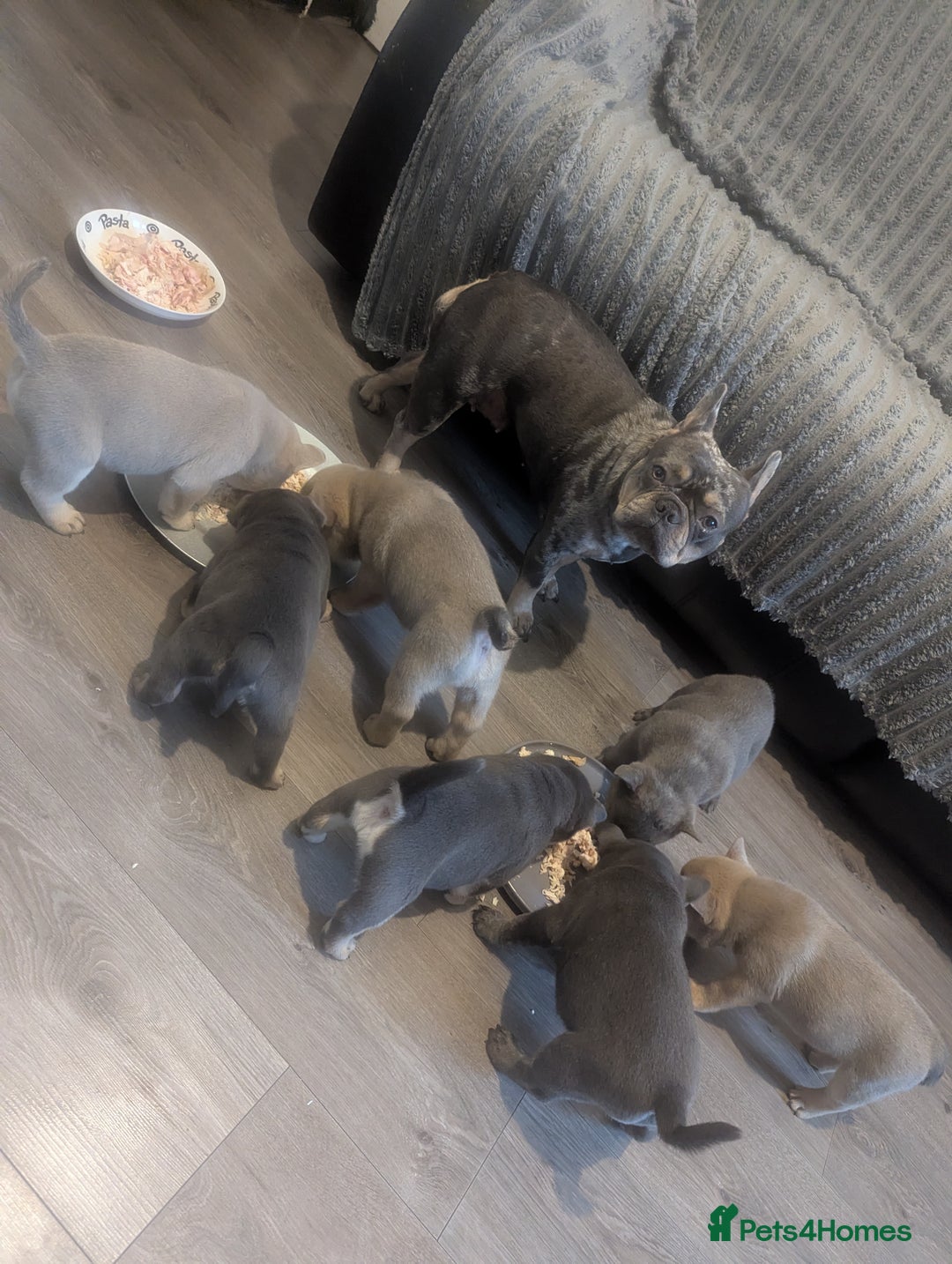 Mixed Breed dogs for sale: Beautiful Frenchie x chow chow puppies. - Advert 7
