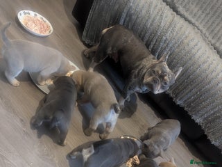 Mixed Breed dogs Adorable Frow Frow puppies. - Advert 5