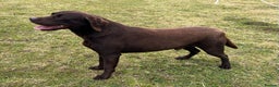 Labrador Retriever dogs for stud: Kc registered chocolate labrador - health tested  - Advert 3